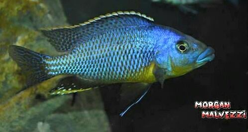 Protomelas sp. 'mbenji thick-lip' Mbenji Island